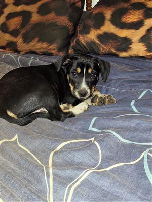 Fox Terrier puppy