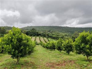 N 1 NORTH SMALL FARM - LOUIS TRICHARDT