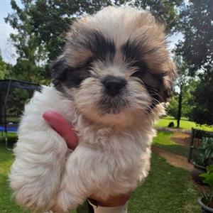 Shih Tzu puppies
