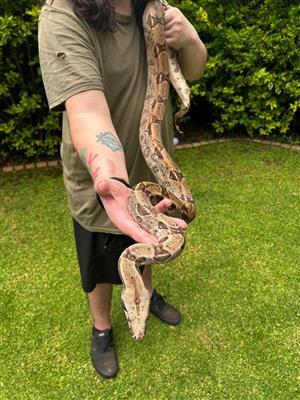 Baby ball python for sale 