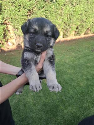 German Shepherd puppies for sale