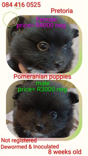Pomeranian black female and male available 