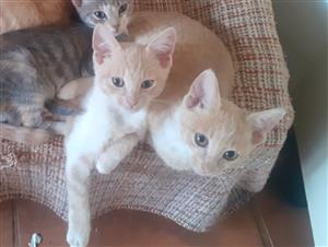 X2 cutest Ginger kittens looking for loving homes