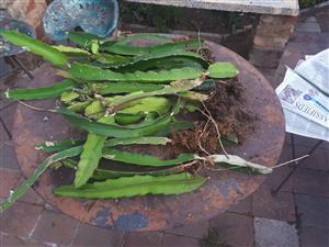 Red Dragonfruit Pitaya (Stenocereus)