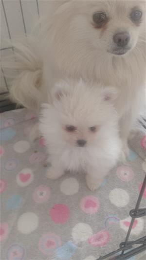 Purebred Pomeranian Puppies 