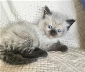 Ragdoll kitten