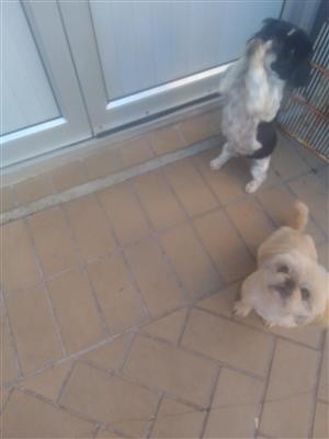 Pekingese females for sale 