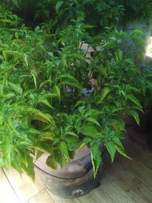 Chillies-plants and seeds....i have 50 Habenero plants...50 birds eye and 35 Bhut Jolokia