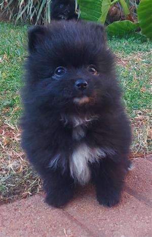 Pomeranian/ Toypom Puppies for sale