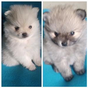  Beautiful Toypom puppies