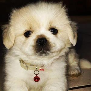 Pekingese puppies 