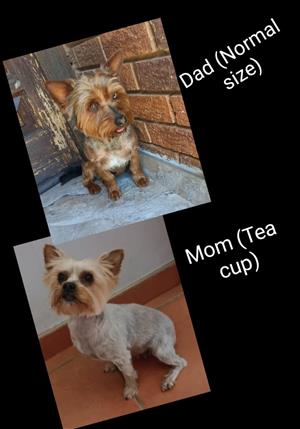 Yorkie pups for sale 