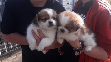 Pekingese Puppies 