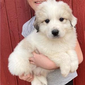 Great pyrenees puppies for sale