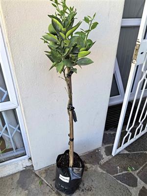 Fruit-bearing Grafted Washington Navel Orange Trees 