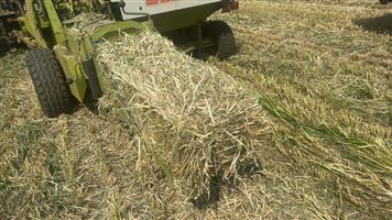 Oat Bales For Sale 