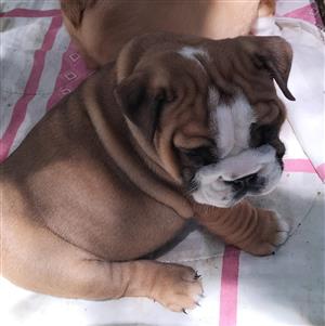 Gorgeous English bulldog companions available 
