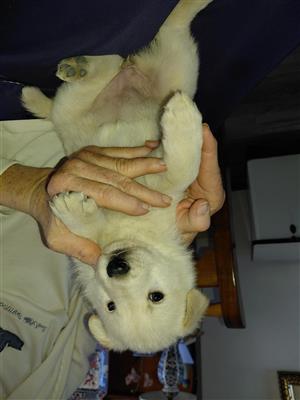 Swiss Shepherd puppies for sale