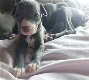 Italian (miniature) greyhound pups. 6 weeks on 15/01/23. Inoculated + dewormed