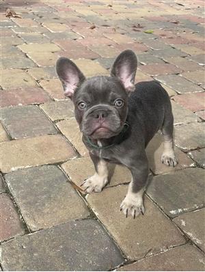 Lilac tri best sale french bulldog