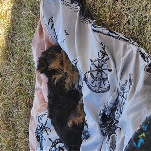 Yorkie puppie 