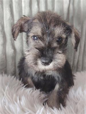 Schnauzer companions available 