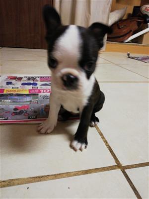 boston terrier puppies for sale junkmail
