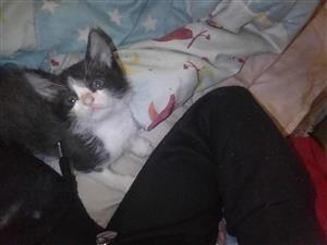 Cute baby kittens up for sale 