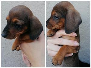 Miniature dutchund puppies 