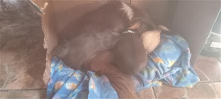 Pikganese puppies 