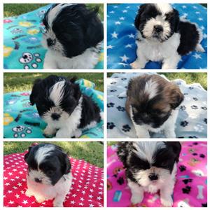 Beautiful shih tzu puppies