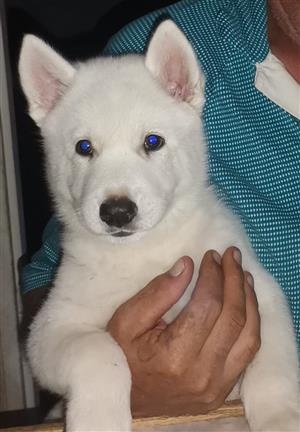 1x MALE HUSKY PUP IN KLERKSDORP AREA