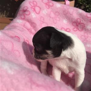 APPLEHEAD CHIHUAHUA FEMALE PUPPY AVAILABLE