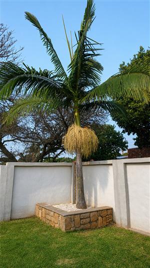 KING PALM TREE FOR SALE