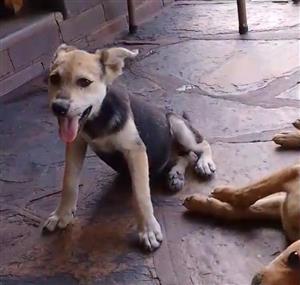 German shepherd x Labrador  puppies