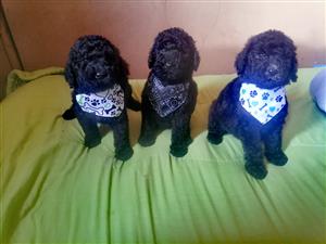 Standard poodle male puppies 