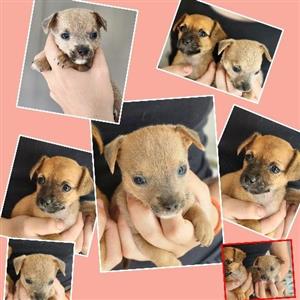 Chihuahua small type puppies 