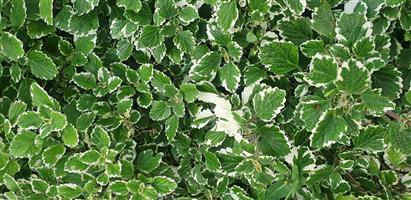 Swedish ivy variegated