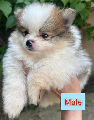 2x MALE POMERANIAN PUPS IN DOORNPOORT, PRETORIA