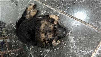 Male German Shepherd Puppy Looking for a New Home