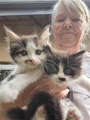 Maine Coon mix kittens