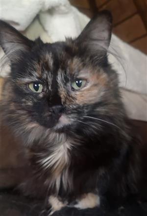 Kitten