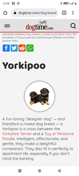YorkiePoo Puppy's