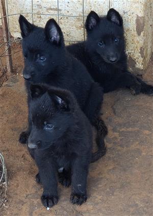German Sheppard puppies 
