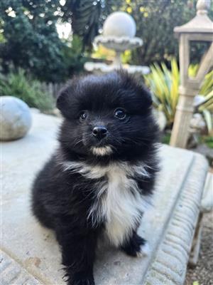 Pomeranian