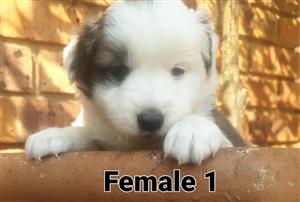Border Collie puppies 