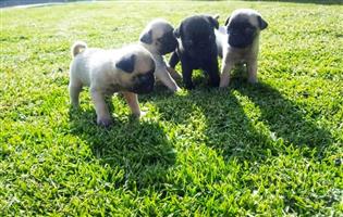 Pug puppies 