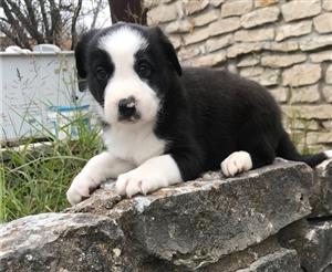 Lovely Border Collie Puppies For Sale