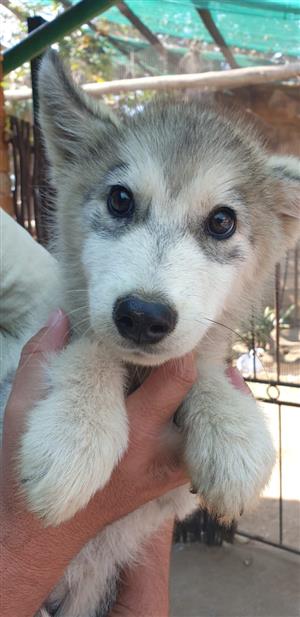 Husky In Dogs And Puppies In Mpumalanga Junk Mail