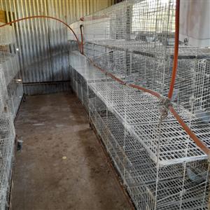 Commercial Breeder Rabbit Cages for Sale
